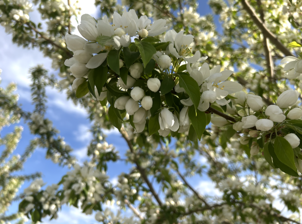 When Spring is Springing • Tenneson Woolf