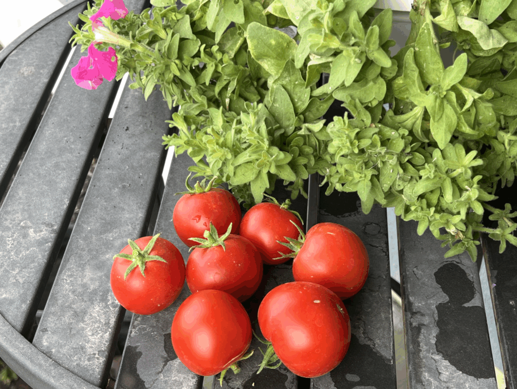 Tomato. Utah. Garden. Growing. Harvesting. Doing. Not doing. 