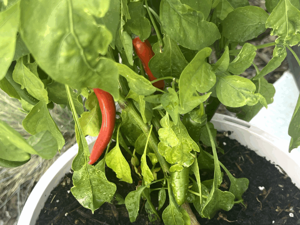 Peppers in Pots; Utah Harvest; Short on Words